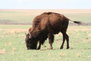 buffalo for WW