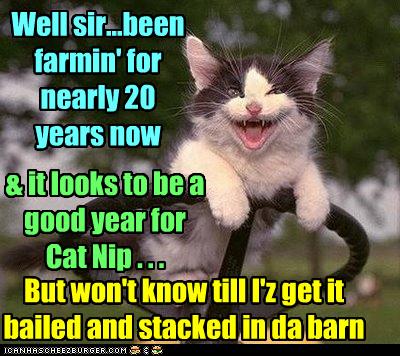funny-pictures-kitten-is-a-farmer