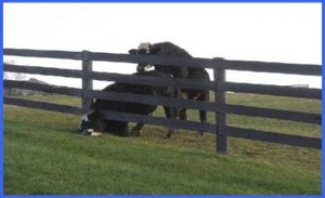 cow in fence #2