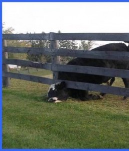 cow in fence