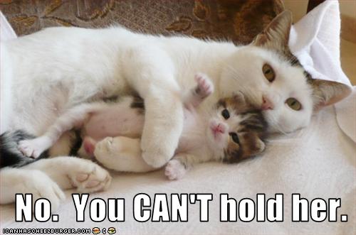 funny-pictures-you-cannot-hold-kitten